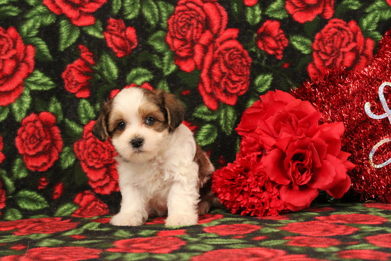 puppy, for, sale, Morkie-Poo, Matthew B. Stoltzfus, dog, breeder, Gap, PA, dog-breeder, puppy-for-sale, forsale, nearby, find, puppyfind, locator, puppylocator, aca